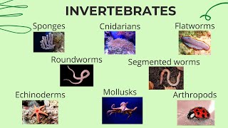 Invertebrates  Science Lesson for Kids [upl. by Nirret]