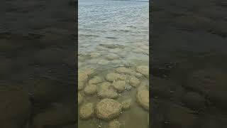 Lake Clifton and stromatolites in Western Australia stromatolites nature westernaustralia [upl. by Ardnak]