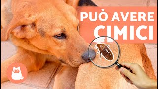 CIMICI nei CANI 🐶 Morso Sintomi e Trattamento [upl. by Reider]