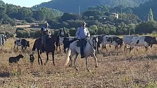 encierro campero en siles jaen [upl. by Mahmoud]