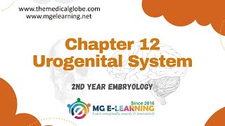 Chapter 12 Urogenital System Embryology [upl. by Ilojne273]