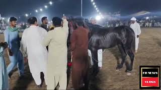 Bhowana Tahli Rang ShahHorse DanceFull Amazing Horse DanceShamsul HassanHorse Dance Competition [upl. by Barnett455]