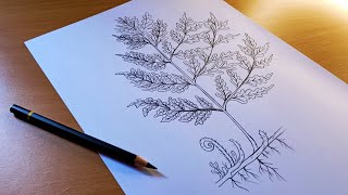 how to draw a Fern  fern drawing  pteridium diagram  bracken fern diagram  eagle fern drawing [upl. by Arimas336]