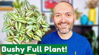 How To Grow A Bushy Tradescantia Like Mine [upl. by Nason]