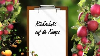 Obstbaumschnitt Der Kurs Theorie Kap 9 Rückschnitt auf die Knospe [upl. by Arod721]