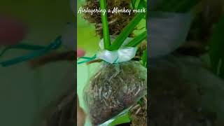 How to airlayer a Monstera monkey mask adansonii [upl. by Charissa]