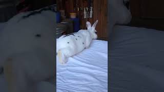 Bunny boy rabbitry rabbitfarming bunnybaby babyanimals farmanimals babyrabbit rabbit [upl. by Noedig]