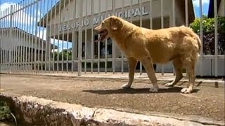 O que houve com a cadela que prevê a morte Veja no Balanço Geral SP [upl. by Eeldivad173]