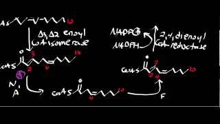 Biochemistry  Basics of Polyunsaturated Fat Oxidation [upl. by Kermy713]