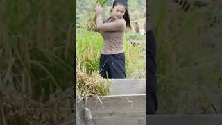 Hanzi hand rice threshing funny woodcutter automobile comedy woodcuter farming agriculture [upl. by Kcirdorb]