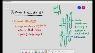 15 Nucleus Endoplasmic Reticulum Smooth and Rough ER amp Golgi Body Cambridge A Level Biology [upl. by Irrek446]