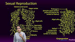 Lichens Internal Structure Asexual and Sexual Reproduction  Biology [upl. by Heidy]