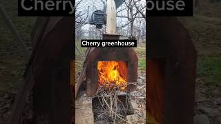 Winter Cherry Farming Techniques satisfying shortsvideo [upl. by Roti]