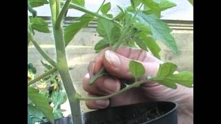 How To Remove Tomato Side Shoots or Suckers [upl. by Kahn]