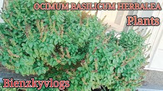 OCIMUM BASILICUM HERBALEAwild magic basil plants viralvideos Bienzkyvlogs [upl. by Nosyla]