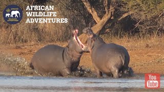 Hippos Fighting In Kruger National Park [upl. by Haleeuqa]