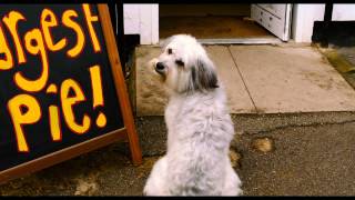 Pudsey The Dog The Movie  Hes Got The Love Vertigo Films HD [upl. by Htinek225]