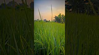 আমার ধান জমি ।shortvideo vairalvideo tranding farming amarkrishi6974 [upl. by Rekrap]