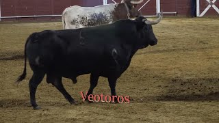 Tordesillas 2023 Desenjaule de los toros de las fiestas [upl. by Dlanor907]