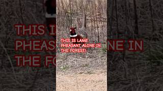 THIS IS LAME PHEASANT ALONE IN THE FOREST nature trending viralvideo [upl. by Rovner35]