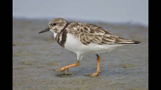 Nature Nugget South Padre Island Mudflats [upl. by Auerbach]