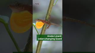 Anole Lizard Can change colors [upl. by Brodeur]