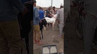 Rajanpuri wednesdaymandi bakra eidpreparations mawashimandiroadiestv mandi lahore livestock [upl. by Norse]