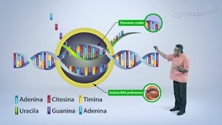 Biologia  DNA  Parte 22 [upl. by Ahsitniuq284]