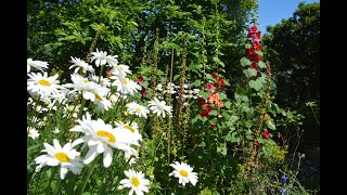 Hollyhocks in an English country garden Pastel amp water [upl. by Arraek]