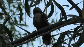 Greycrowned Babbler 4 [upl. by Kcolttam]