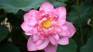 Lotus Planting Video Know everything you need to successfully grow a lotus [upl. by Fifi121]