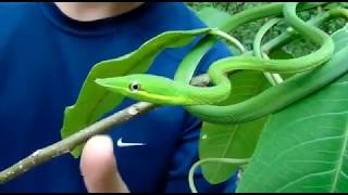 La Bejuquilla Verde Oxybelis fulgidus змея ثعبان 蛇 serpent Nathair [upl. by Aisenet]