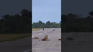 A morning on the MalaMala airstrip 🦁 🐆 🛫 Filmed by our guests African Peak Travel wildafrica [upl. by Akeirahs474]