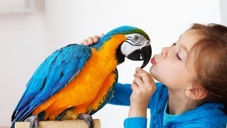 Best Birds for a Beginner  Pet Bird [upl. by Joeann]