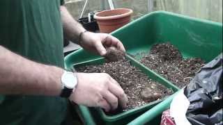 Start off begonia tubers in the greenhouse  Tims Tips from Directbulbs [upl. by Muirhead]