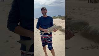 Returning the Big Blue fish fishing obx summer summer ocean release beach angler [upl. by Sigrid]