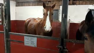 Horses in their stalls  Hästar i boxarna [upl. by Yentroc]