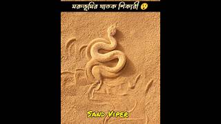 Alert 🚨 মরুভূমির ঘাতক শিকারী সাপ 😲 ।। Sand Viper mayajaalbangla shortsviral shortsvideo facts [upl. by Zetes214]