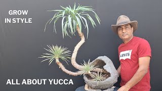 Yucca Plant  Grow In Style Crescent Pot Care Tips [upl. by Kram504]