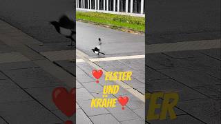 Eine Elster kommt selten alleine 🐦‍⬛❣️🐦‍⬛😊 [upl. by Hermie]