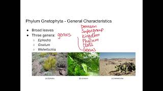 Seed Plants  Gymnosperm Diversity  Updated Audio [upl. by Nwahsat]