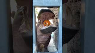 Hippo eating pumpkin 🎃🦛 [upl. by Cloots]