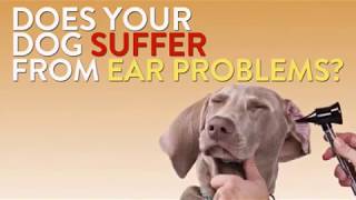 Purotic Extra Strength  Dogs Ear Problems Solution [upl. by Ramyaj304]