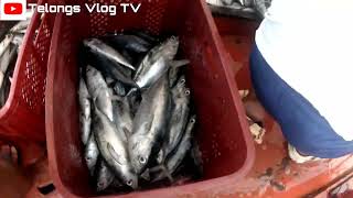 Grabe Ang Daming huli fishing fishingvideo fish viralvideo [upl. by Husha146]