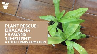 Plant Rescue Dracaena fragrans Limelight  A Total Transformation [upl. by Haleehs]