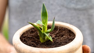 How to RePot Agave Babies [upl. by Arica]