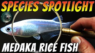 Platinum White Medaka Ricefish  Oryzias Latipes  STUNNING Aquarium amp Pond Fish [upl. by Nelram853]