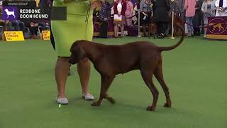 Redbone Coonhounds  Breed Judging 2020 [upl. by Anidam]