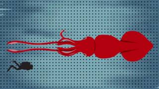 Science Today SuperSized Squid  California Academy of Sciences [upl. by Hersh]