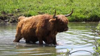 Yak video and sounds [upl. by Pulchi826]